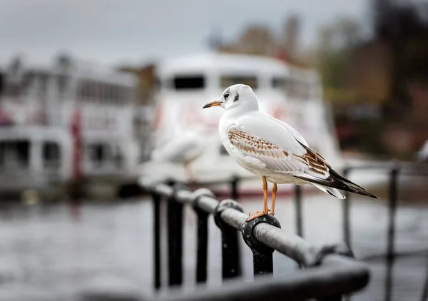 Městský Černohlavý Racek Svém Prvním Zimním Peří Hledající Zbytky Jídla — Stock fotografie