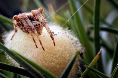 Yakın zamanda yumurtladığı örümceği (Araneus diadematus) gösteren bir fotoğraf..