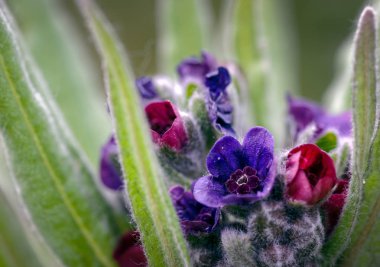 Hound's-tongue (Cynoglossum officinale) renkli çiçek kum tepeleri tipik ortamlarında kapatın. Av köpekleri-dil bir sıçan yuva kokusuna benzer bir koku yayar (Bu nedenle adı sıçanlar ve fareler).