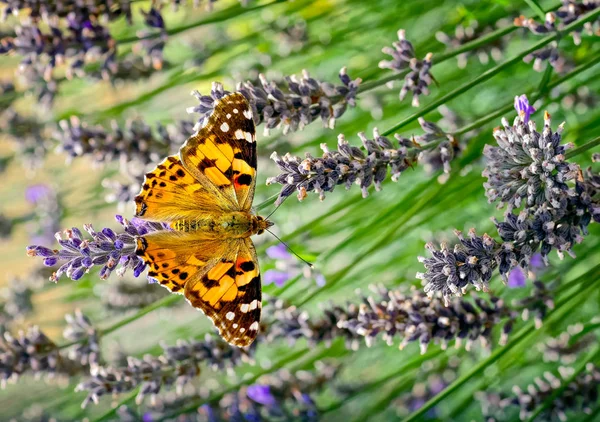 This is an image of the Painted lady butterfly, Vanessa cardui or simply Vanessa cardui, feeding (nectaring) on lavender. In America it is known as the Cosmopolitan Butterfly and has one of the best global distributions of all the butte