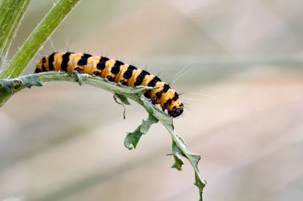 Sfotografowany Wydmach Sefton Formby Gąsienica Ćmy Cinnabar Przechodzi Przez Swoje — Zdjęcie stockowe