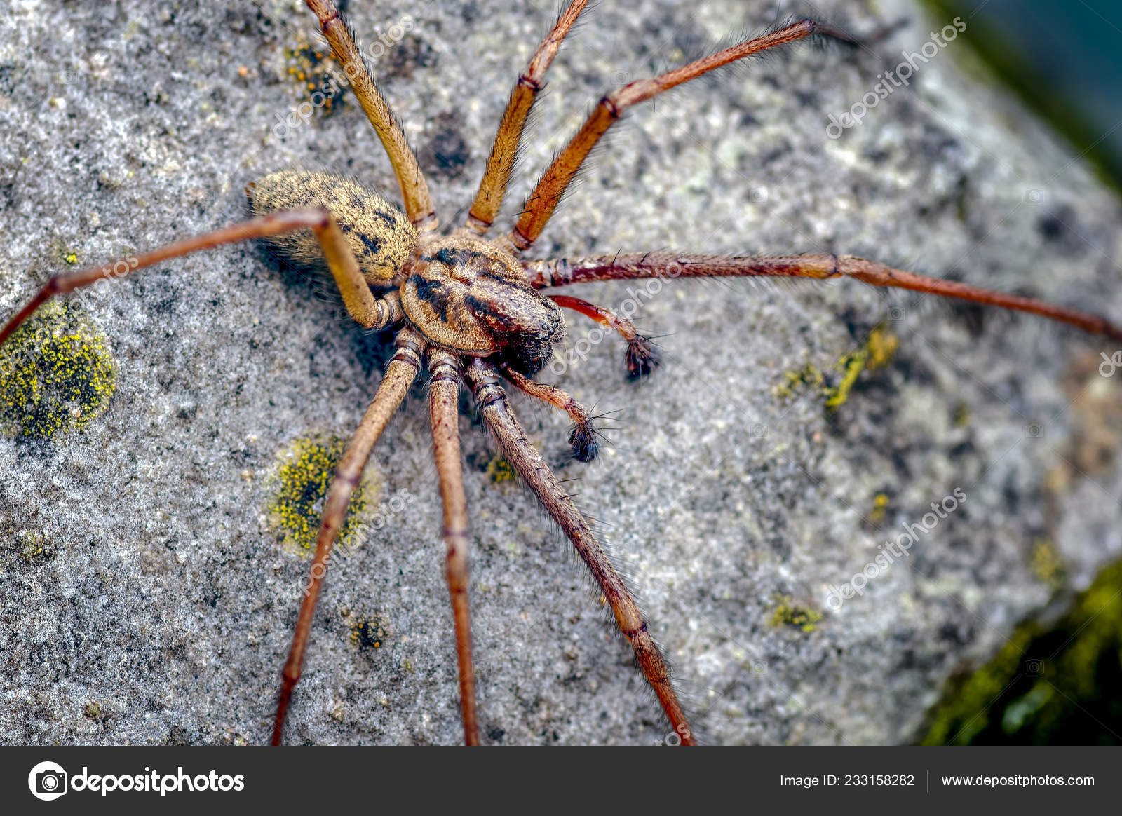 Dies Ist Eine Mannliche Riesen Haus Spinne Tegenaria Gigantea