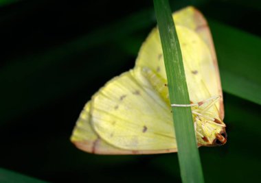 Bu kadın bir Brimstone güve (Opisthograptis luteolata), dişi erkek kadar büyüktür ve Bahçeleri ve hedgerows yaygın olarak bulunan ve kolayca gündüzleri rahatsız. Burada, o yavaş yavaş ona yol aşağı bitki örtüsü yaptı.