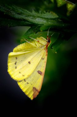 Bu kadın bir Brimstone güve (Opisthograptis luteolata), dişi erkek kadar büyüktür ve Bahçeleri ve hedgerows yaygın olarak bulunan ve kolayca gündüzleri rahatsız. Burada, o yavaş yavaş ona yol aşağı bitki örtüsü yaptı.