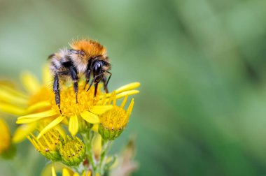 This is an image of a male Carder Bumblebee (Bombus pascuorum) feeding on a ragwort floret in a local nature reserve. The carder bees nest on top of the ground often using moss to construct their nests. However, the males take little or no part in th clipart