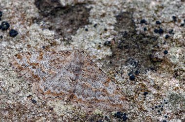 Bu benekli güzellik, Alcis repandata, bir Geometridae moth bazen geometer pervane boyunca bir döngü hareketinde inç için larva (loopers) belirgin alışkanlığı nedeniyle denir. Bu güve kamuflaj cryptogamy olarak bilinen bir tür sergi 