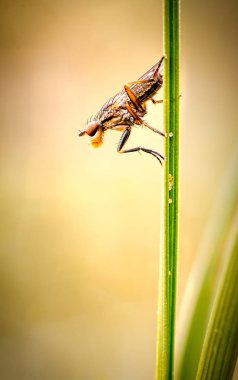 Bu sinek alt Brachycera ve aile Sciomyzidae ait. Genellikle Marsh sinekler adlandırılır ve bu durumda, salyangoz-öldürme uçar. Bu sinekleri kez sulak alanlarda bulunan gölet, akarsu ve nehir, kenarları boyunca yaygındır. Th olduğunu