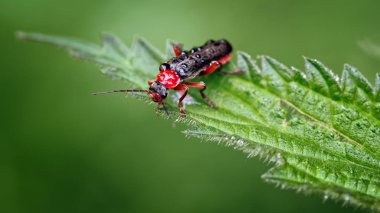 Bu bir asker böcekleri (Cantharidae) veya leatherwings Cantharis nigra bilinen bir görüntüdür. Onlar genellikle ad aynı derecede tüm siyah görünür ama bu bir kırmızı bacaklar ve pronotum çekici formu. Burada bir ısırgan yaprağı görülen 