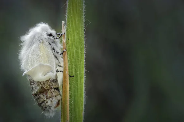 Esta Imagen Fue Tomada Localmente Ainsdale Lnr Donde Polilla White — Foto de Stock