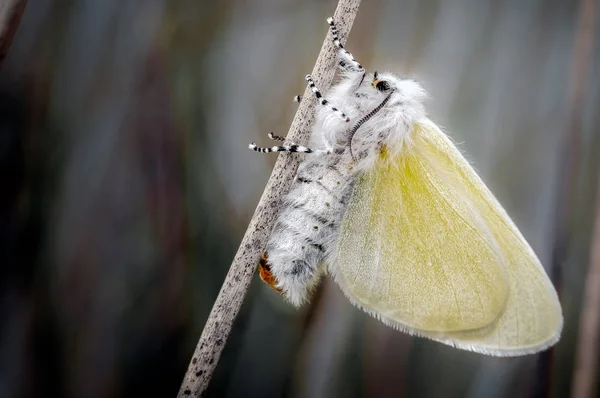 Esta Imagen Fue Tomada Localmente Ainsdale Lnr Donde Polilla White — Foto de Stock