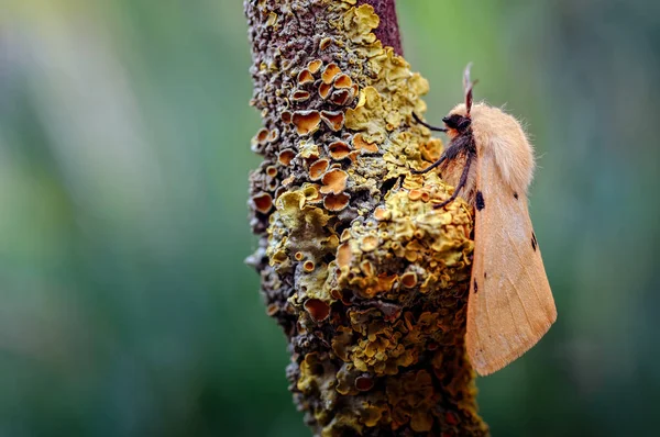 Buff Macro Stippelmotten Rustend Een Zwaar Lichenised Takje Rest Van — Stockfoto