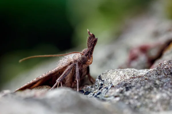 Dit Snuit Macro Nachtvlinder Hypena Probosdcidalis Het Dankt Zijn Naam — Stockfoto