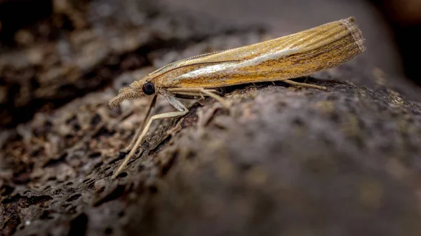 Imagen Una Micro Polilla Menudo Vista Jardines Conocida Como Chapa — Foto de Stock