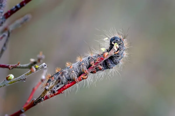 Caterpillar Feeds Dwarf Willow Ainsdale Local Nature Reserve Sefton Coast — Stock Photo, Image