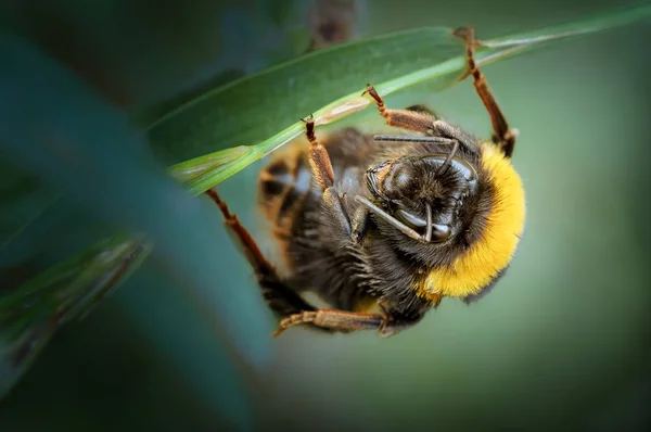 Fotograferad Nära Haskayne Skärning Liten Lancashire Wildlife Trust Naturreservat Lancashire — Stockfoto