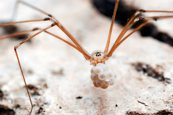 Bild Källare Spider Som Phalangioides Bär Sina Ägg Hennes Käkar — Stockfoto