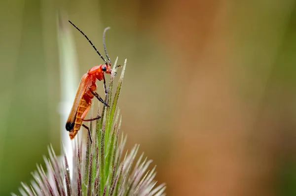 Common Red Soldier Beetle Rhagonycha Fulva Similar Some Other Soldier — Stock Photo, Image