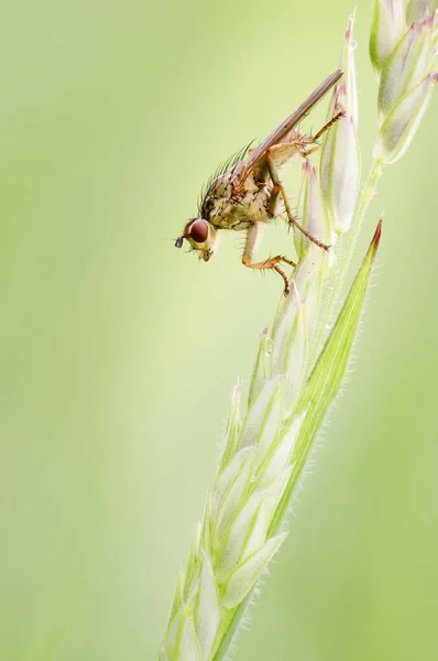 Female Common Yellow Dung Fly Scathophaga Stercoraria Resting Waiting Grass — Stock Photo, Image