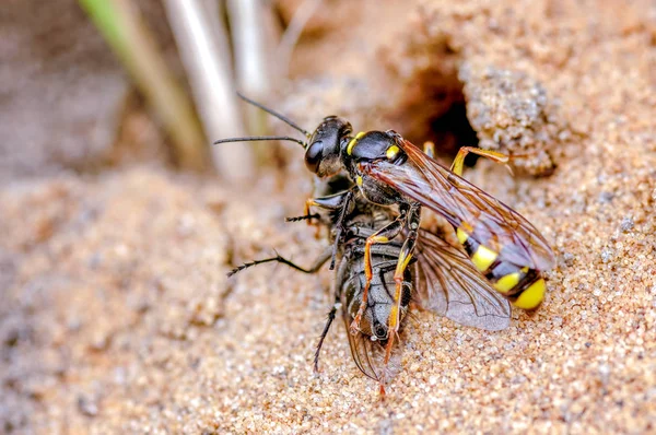This is the field digger wasp, Mellinus arvensis in our rear garden, September. The wasp hunts for a range of flies for their larval brood cells. Digger wasps nest in open sandy areas.. In areas of bare ground, several female digger wasps nest may oc