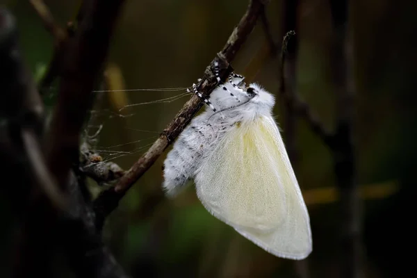 Een Vers Naar Voren Gekomen Vrouwelijke White Satijn Nachtvlinder Hangt — Stockfoto
