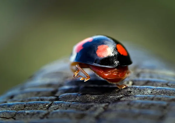 Image Harlequin Ladybird Ladybug Walking Away Action Reminds Work Form — Stock Photo, Image