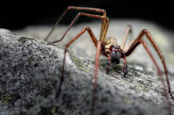 Esta Una Casa Gigante Masculina Spider Tegenaria Gigantea Ahora Llamada — Foto de Stock