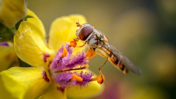 Detta Den Välkända Marmelad Hoverfly Utfodring Thew Pollen Verbaccum Sig — Stockfoto