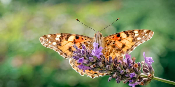 This is an image of the Painted lady butterfly, Vanessa (Cynthia) cardui or simply Vanessa cardui, feeding (nectaring) on lavender. In America it is known as the Cosmopolitan Butterfly and has one of the best global distributions of all the butterfli