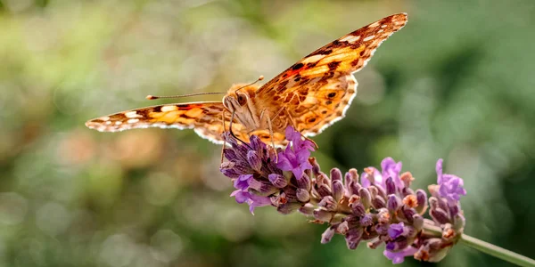 This is an image of the Painted lady butterfly, Vanessa (Cynthia) cardui or simply Vanessa cardui, feeding (nectaring) on lavender. In America it is known as the Cosmopolitan Butterfly and has one of the best global distributions of all the butterfli