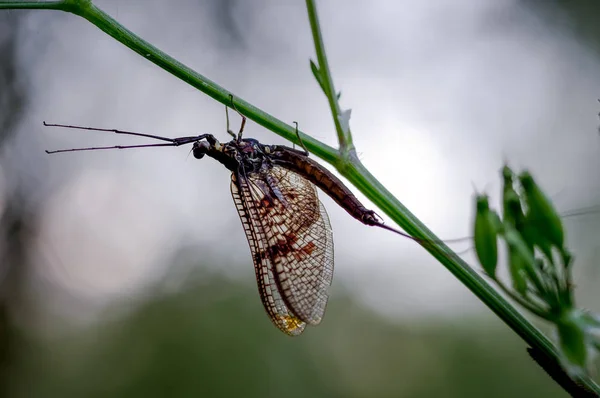 Silhouette Mayfly Early One Evening River Thames Chiltern Valley Oxfordshire — Stock Photo, Image