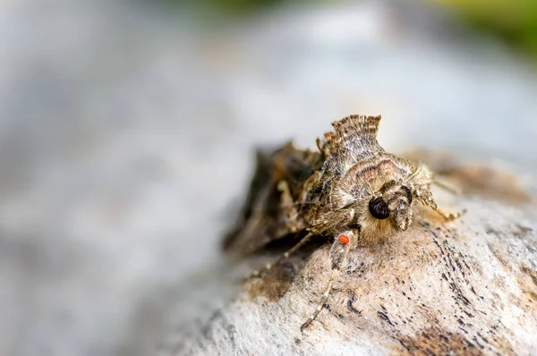 Ćma Srebra Autographa Gamma Migruje Tutaj Każdego Roku Europy Południowej — Zdjęcie stockowe