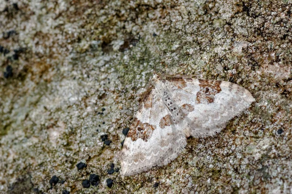 Gümüş Zemin Halı Xanthorhoe Montanata Bazen Geometridae Moth Anılacaktır Olarak — Stok fotoğraf