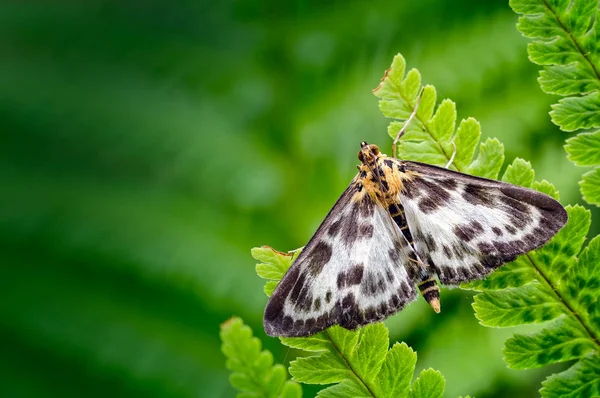 This Small Magpie moth (Anania hortulata) resting on a fern leaflet is actually a micro moth rather that a macro moth. The difference between the two being mostly arbitrary and due to convenience e.g. small moths are placed in the micro moth category