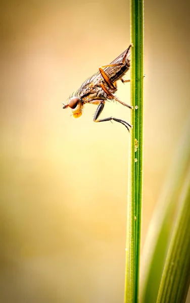 Fly Belongs Suborder Brachycera Family Sciomyzidae Commonly Referred Marsh Flies — Stock Photo, Image