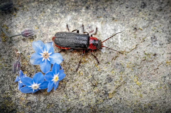 The soldier beetle seen here has just emerged form some Forget-me-not flowers onto a stone flecked with lichen in the garden. There are about 40 species of Soldier Beetles in the UK of which this beetle Cantharis rustica is the most common. The adult