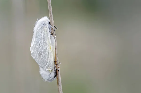 Een Paar Wit Satijn Nachtvlinders Dwerg Wilg Grimbergen Plaatselijk Karakter — Stockfoto