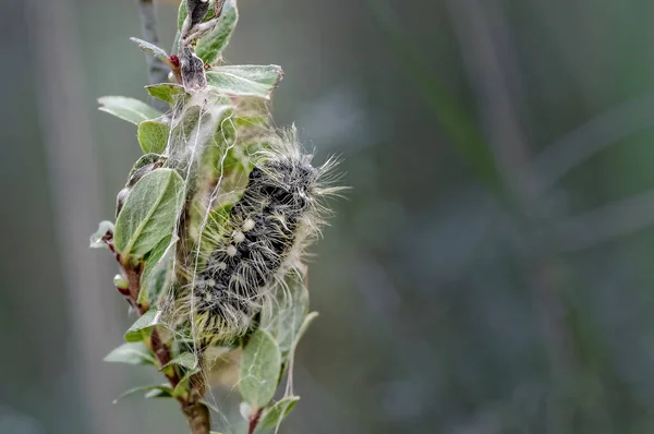 Formy Pupa Pełni Karmione Gąsienica Wchodzi Stadium Poczwarki Dwarf Willow — Zdjęcie stockowe