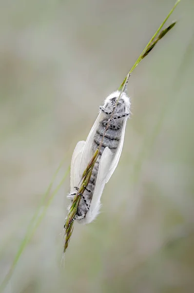 Ένα Ζευγάρι Ζευγαρώματος Λευκό Σατέν Σκώροι Ταξιανθία Χόρτο Ainsdale Τοπική — Φωτογραφία Αρχείου
