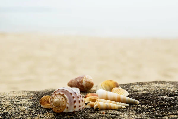 Different Seashells Sand Wooden Surface — Stock Photo, Image