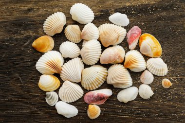 Bir ahşap yüzeyde farklı deniz kabuklarını görünümü kapatın