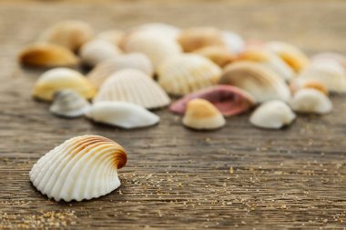 Bir ahşap yüzeyde farklı deniz kabuklarını görünümü kapatın