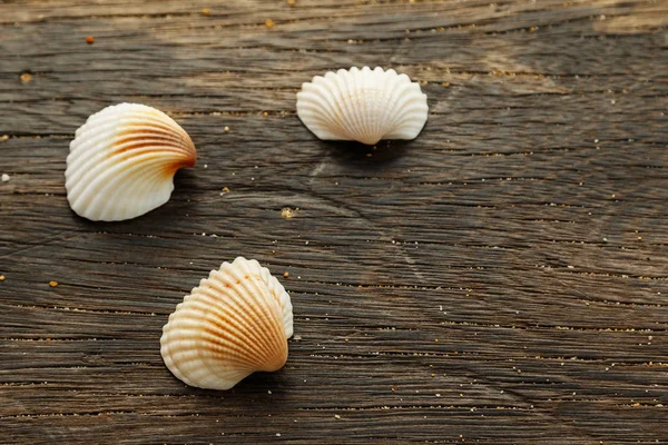 Différents Coquillages Sur Une Surface Bois Vue Rapprochée — Photo