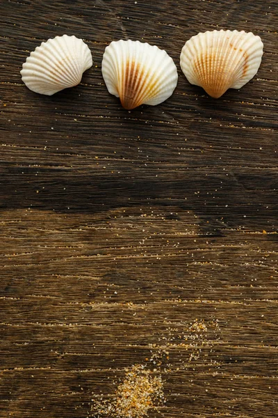 Different Seashells Wooden Surface Close View — Stock Photo, Image