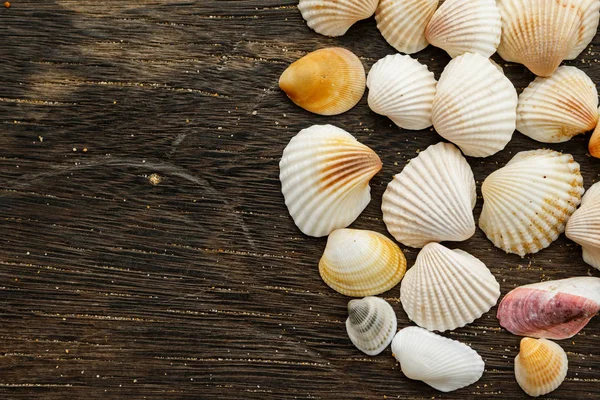 Different Seashells Wooden Surface Close View — Stock Photo, Image