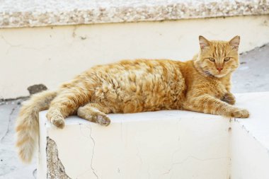 Sokakta yatan evsiz zencefil kedi