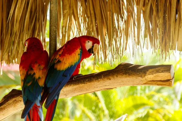 Two Beautiful Macaw Parrots Sitting Branch — Stock Photo, Image