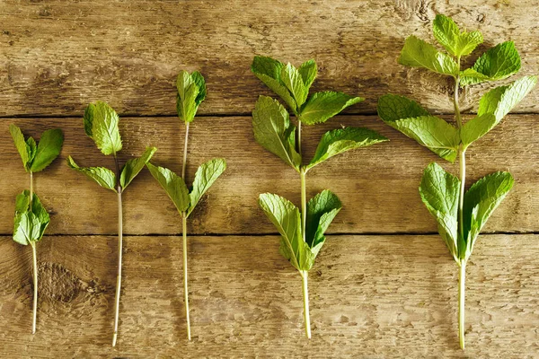 Gallyakból Friss Zöld Menta Fából Készült Asztal — Stock Fotó