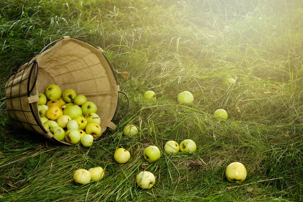 Basket with a lot of apples on the grass