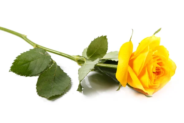 Amarelo Rosa Flor Fundo Branco — Fotografia de Stock