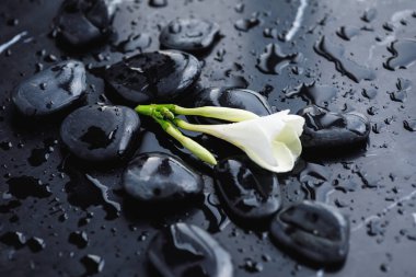 Plumeria çiçek ve spa taşları